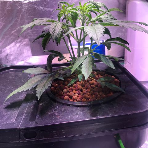 Sour Stomper growlog photo: Topped last week. Allowed the bottom node to catch up to create 4 main stems