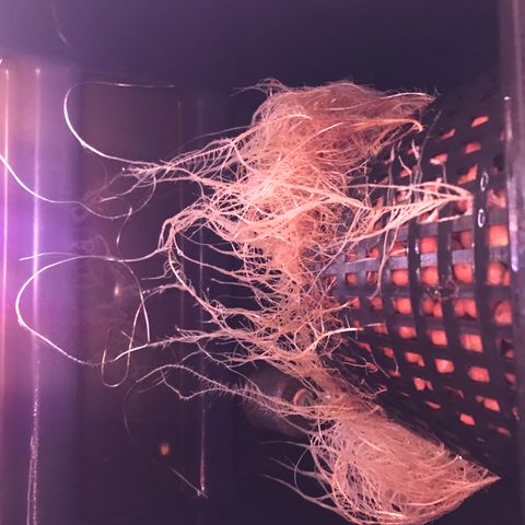 Sour Stomper growlog timeline photo