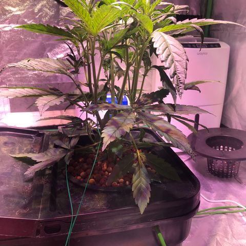 Sour Stomper growlog timeline photo