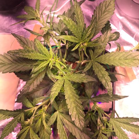 Sour Stomper growlog timeline photo