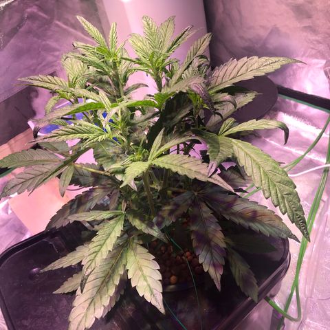Sour Stomper growlog timeline photo