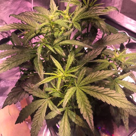 Sour Stomper growlog timeline photo