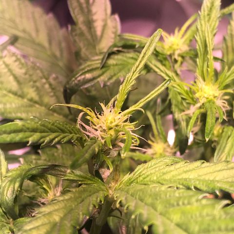 Sour Stomper growlog timeline photo