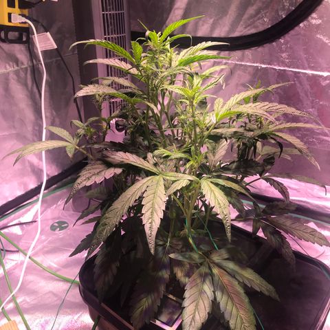 Sour Stomper growlog timeline photo