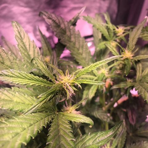 Sour Stomper growlog timeline photo