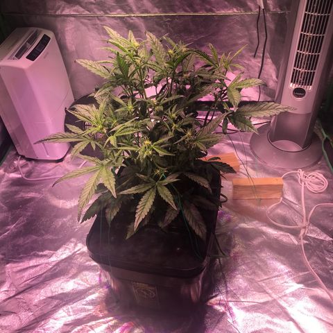 Sour Stomper growlog timeline photo