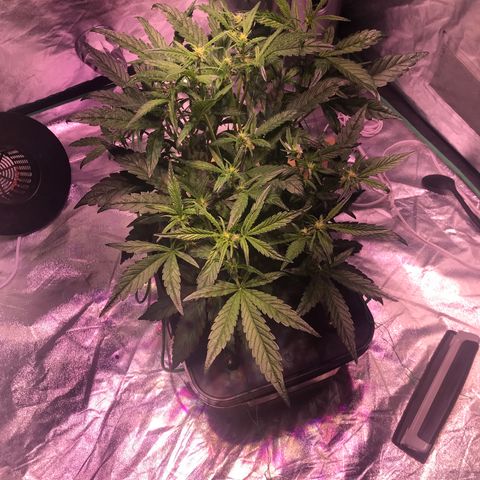 Sour Stomper growlog timeline photo