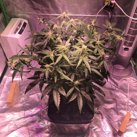 Sour Stomper growlog timeline photo