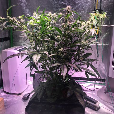Sour Stomper growlog timeline photo