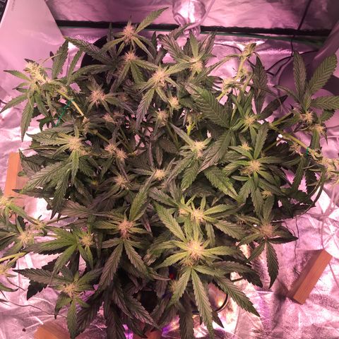 Sour Stomper growlog timeline photo