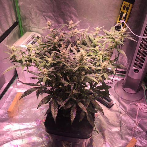Sour Stomper growlog timeline photo