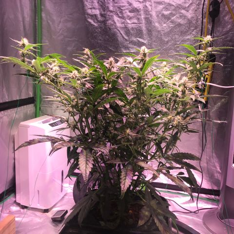 Sour Stomper growlog timeline photo