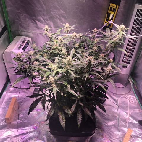 Sour Stomper growlog timeline photo