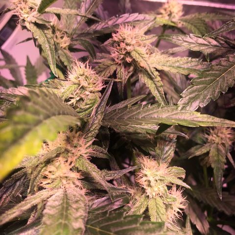 Sour Stomper growlog timeline photo