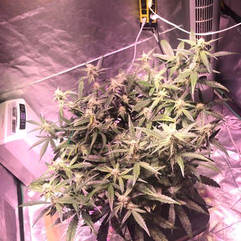 Sour Stomper growlog timeline photo