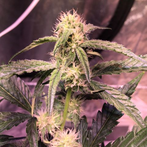 Sour Stomper growlog timeline photo
