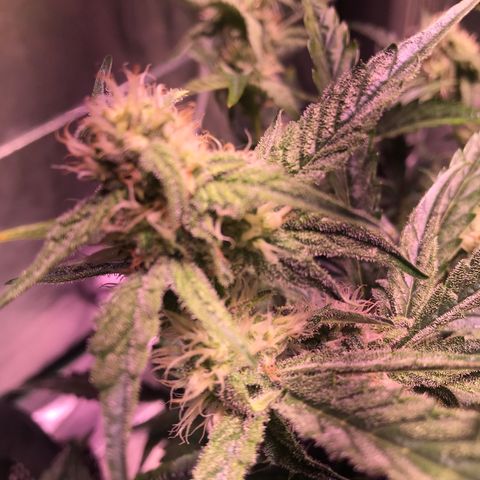 Sour Stomper growlog timeline photo