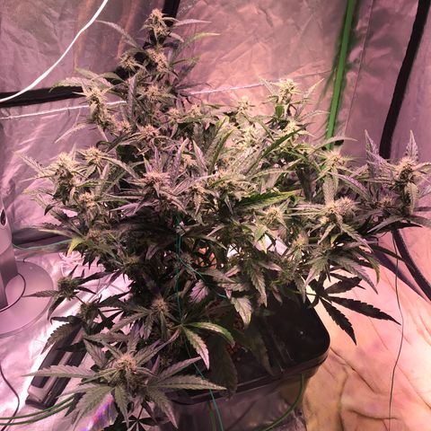 Sour Stomper growlog timeline photo