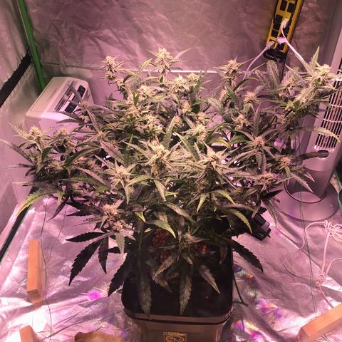 Sour Stomper growlog timeline photo