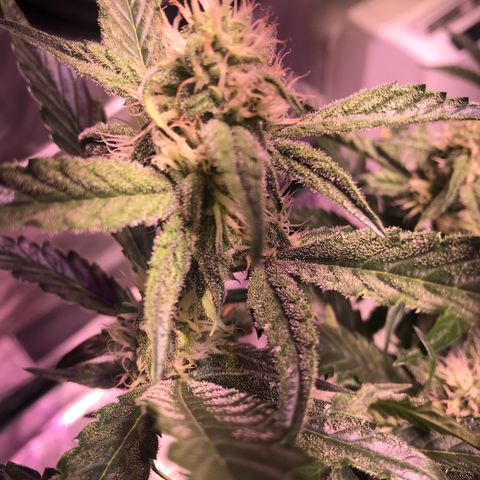Sour Stomper growlog timeline photo