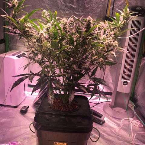 Sour Stomper growlog timeline photo