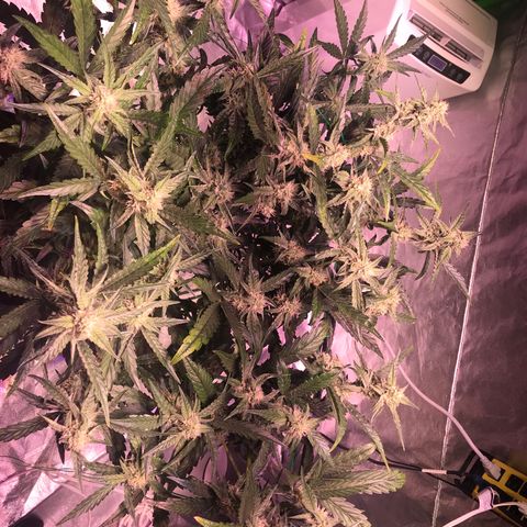 Sour Stomper growlog timeline photo