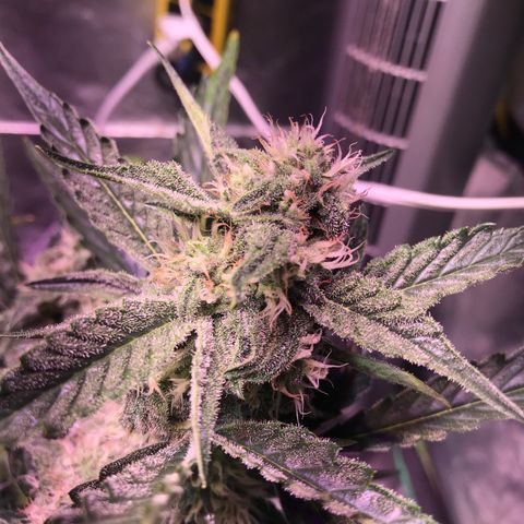 Sour Stomper growlog timeline photo