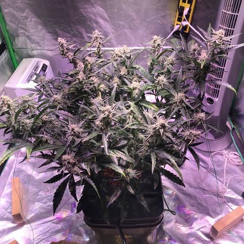 Sour Stomper growlog timeline photo