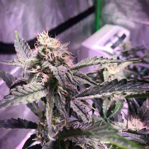 Sour Stomper growlog timeline photo