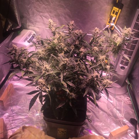 Sour Stomper growlog timeline photo
