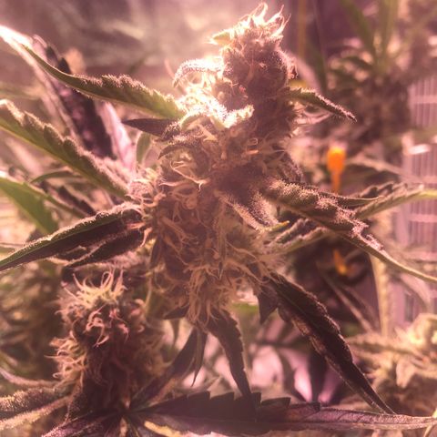 Sour Stomper growlog timeline photo
