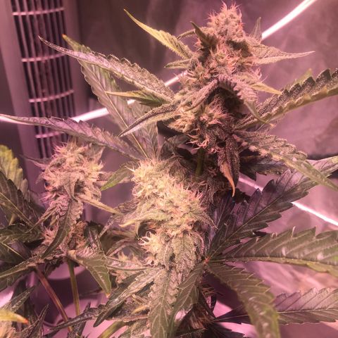Sour Stomper growlog timeline photo