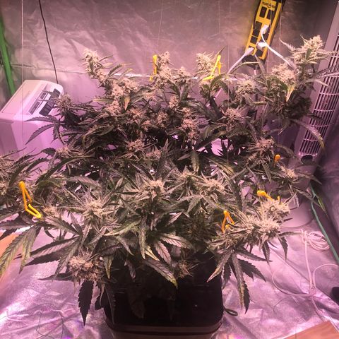 Sour Stomper growlog timeline photo