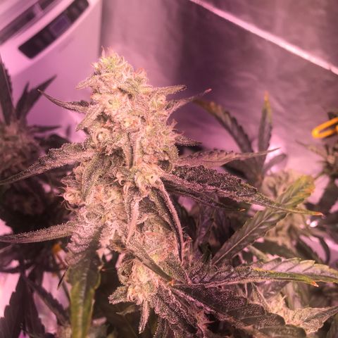 Sour Stomper growlog timeline photo