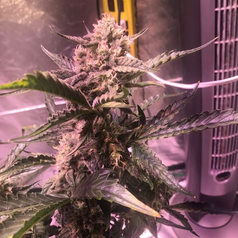 Sour Stomper growlog timeline photo