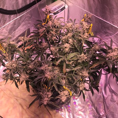 Sour Stomper growlog timeline photo