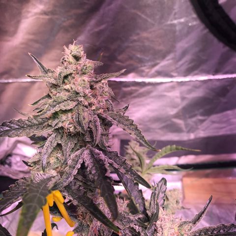 Sour Stomper growlog timeline photo