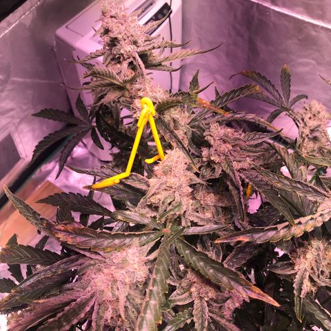Sour Stomper growlog timeline photo