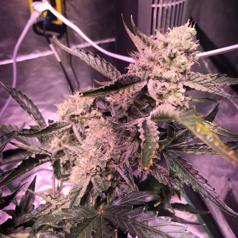 Sour Stomper growlog timeline photo