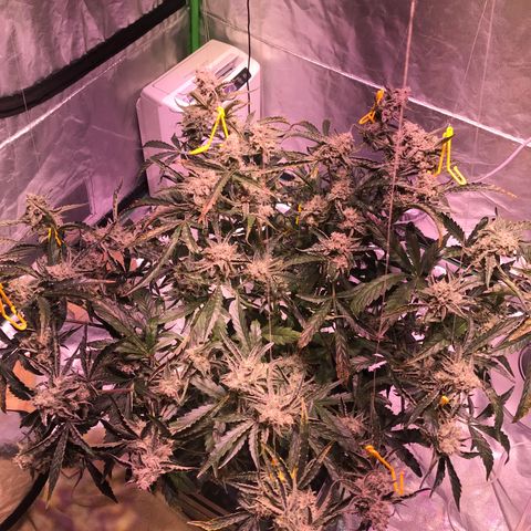 Sour Stomper growlog timeline photo