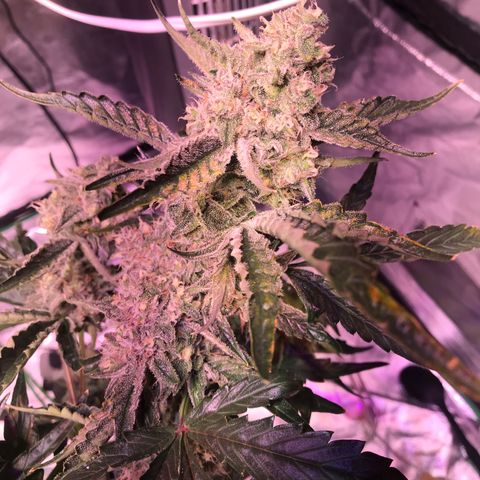Sour Stomper growlog timeline photo