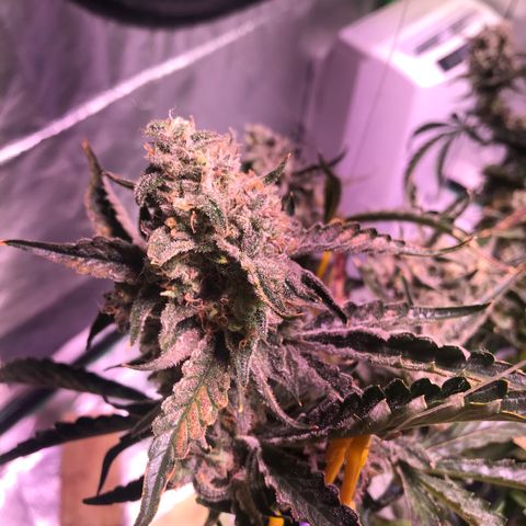 Sour Stomper growlog timeline photo