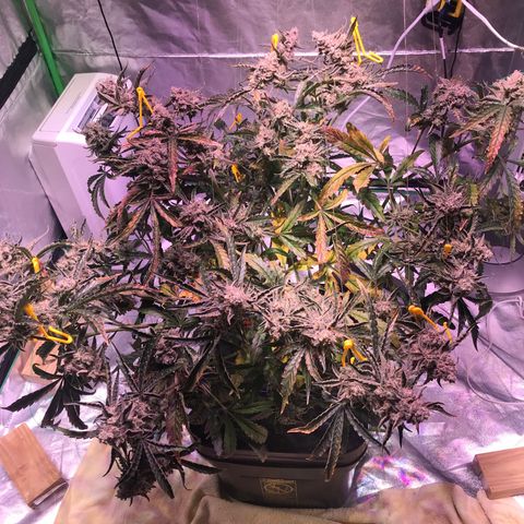Sour Stomper growlog timeline photo