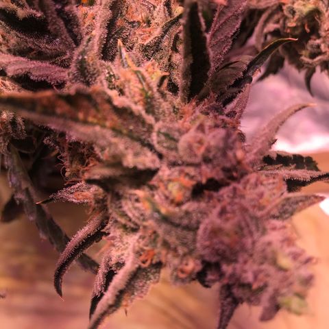 Sour Stomper growlog timeline photo