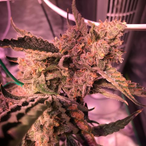 Sour Stomper growlog timeline photo
