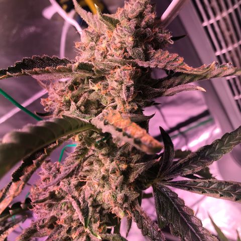 Sour Stomper growlog photo: Chop day