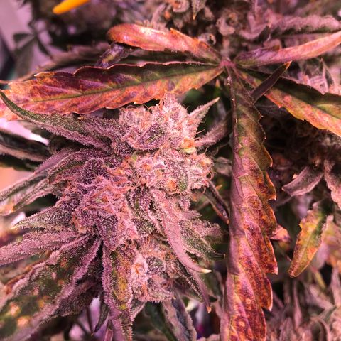 Sour Stomper growlog photo: Chop day