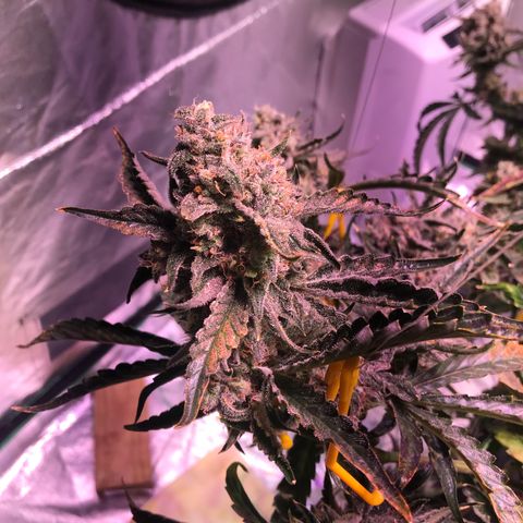 Sour Stomper growlog photo: Chop day