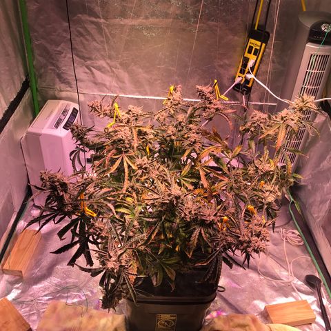 Sour Stomper growlog photo: Chop day