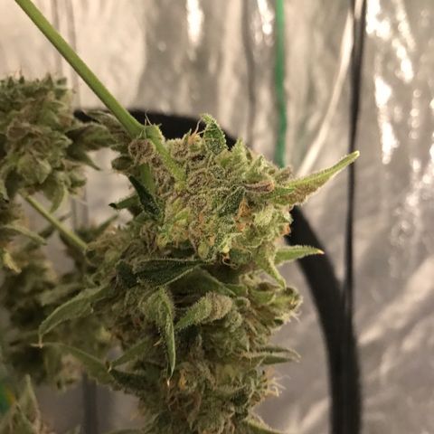 Sour Stomper growlog timeline photo